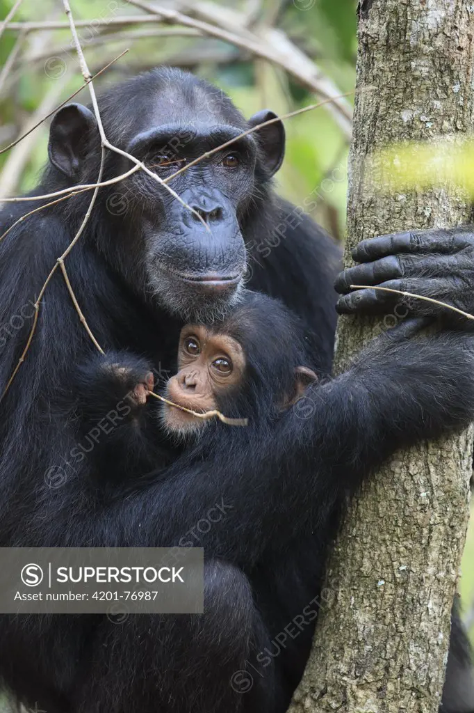Eastern Chimpanzee (Pan troglodytes schweinfurthii) female with young, Gombe National Park, Tanzania
