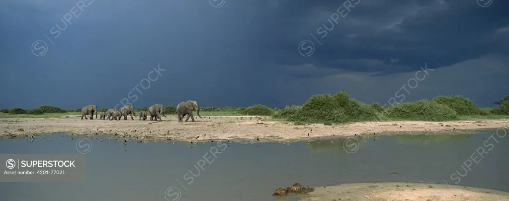 African Elephant (Loxodonta africana) herd walking along waterhole in summer, Chobe National Park, Botswana