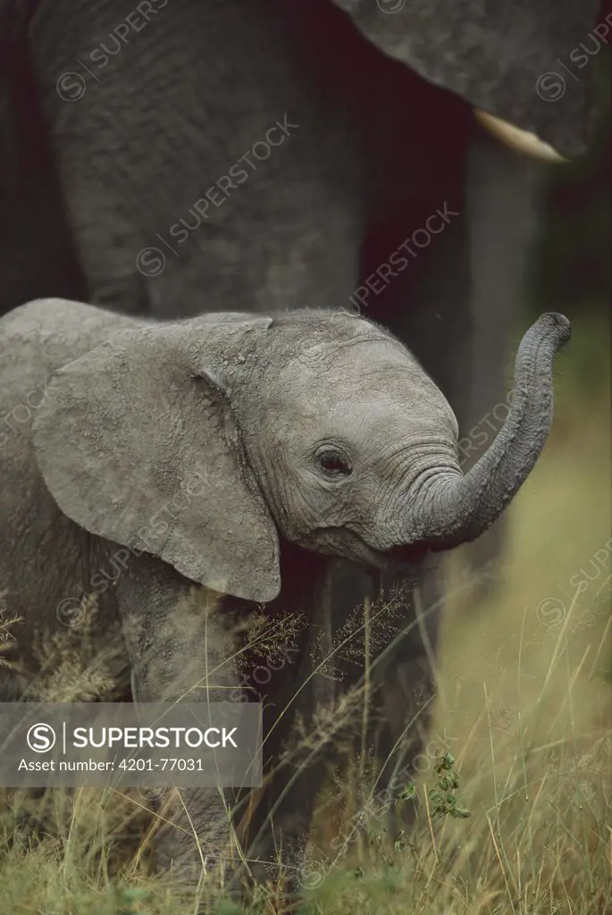 African Elephant (Loxodonta africana) calf, summer, Sabi Sands Private Game Reserve, South Africa