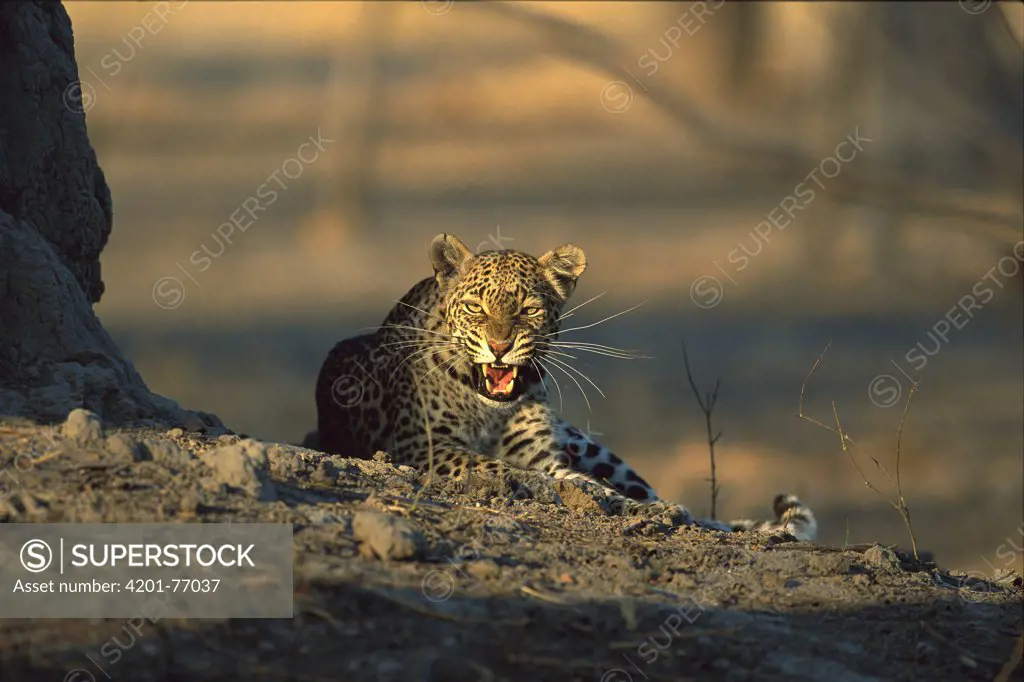 Leopard (Panthera pardus) snarling female, Moremi Wildlife Reserve, Botswana