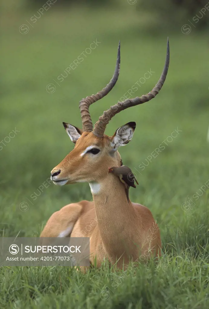 Impala (Aepyceros melampus) male resting in grass, Moremi Wildlife Reserve, Botswana