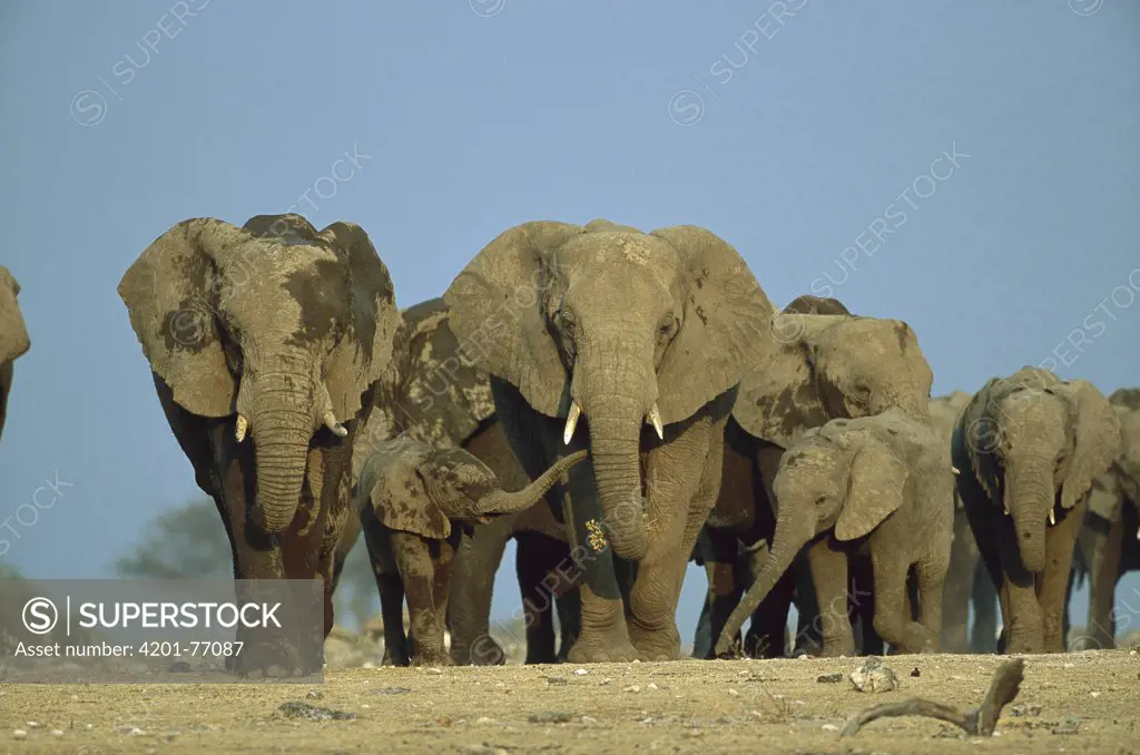 African Elephant (Loxodonta africana) herd during dry season, Etosha National Park, Namibia