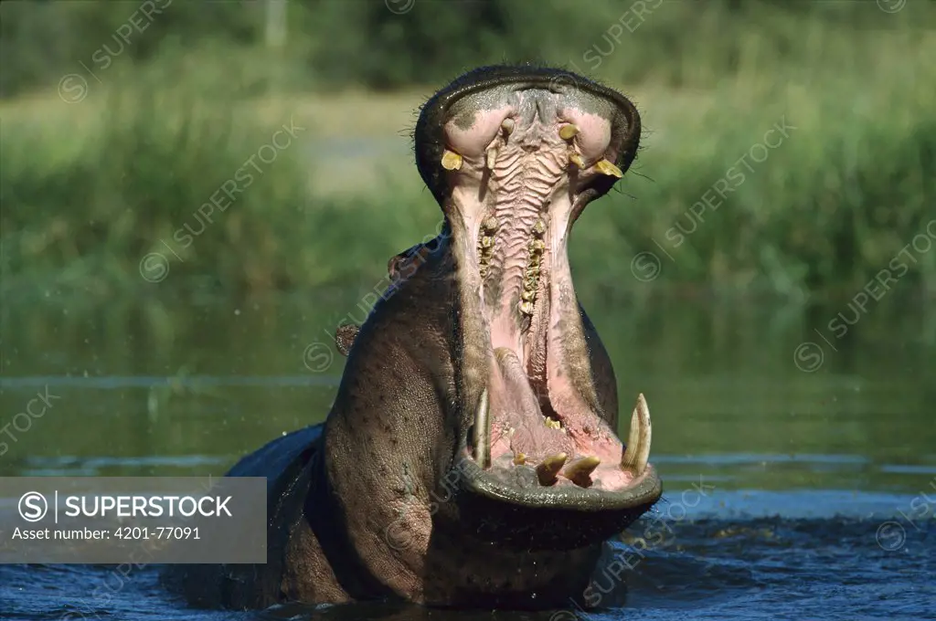 Hippopotamus (Hippopotamus amphibius) threat yawning, Khwai River Botswana
