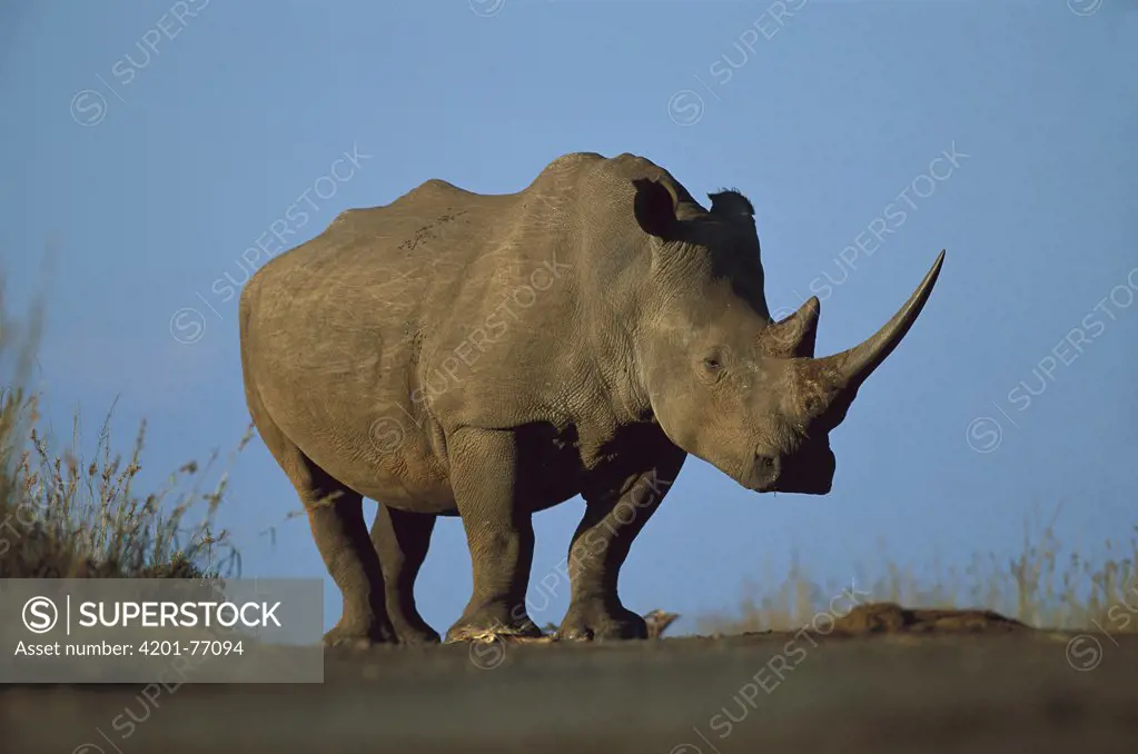 White Rhinoceros (Ceratotherium simum) portrait, Itala Game Reserve, South Africa