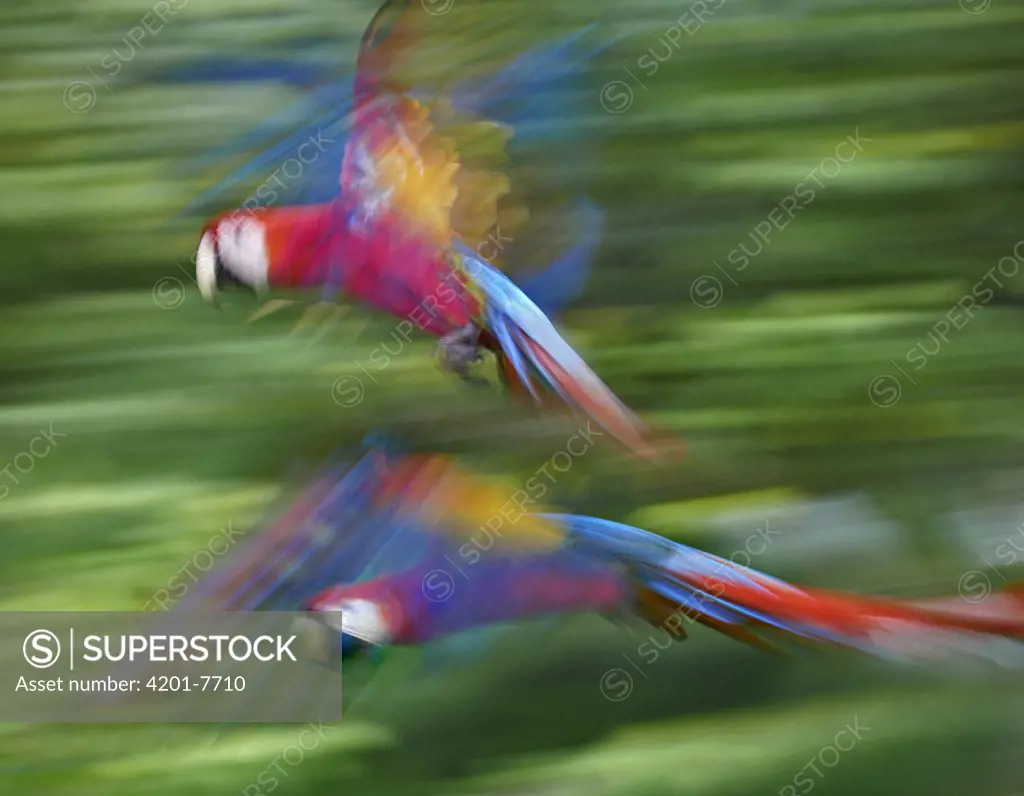 Scarlet Macaw (Ara macao) pair flying, Costa Rica