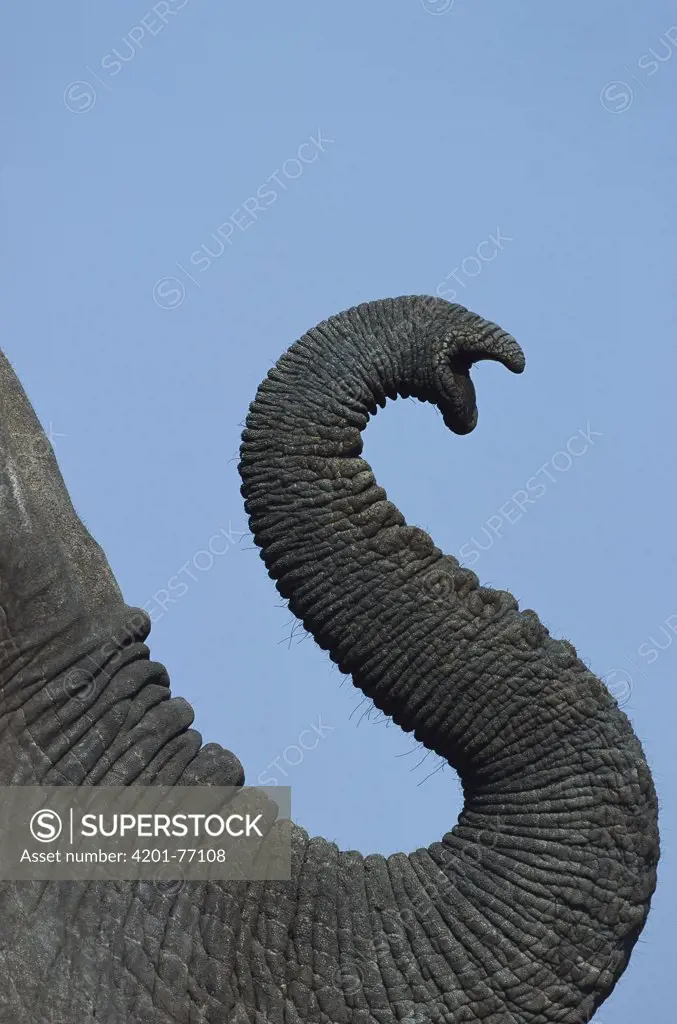 African Elephant (Loxodonta africana) close-up detail of a bull's trunk, Chobe National Park, Botswana