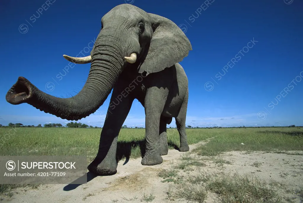 African Elephant (Loxodonta africana) bull sniffing with its trunk, summer, Chobe National Park, Botswana