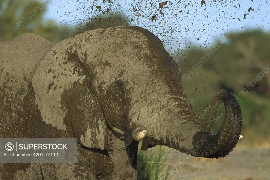 African Elephant (Loxodonta africana) using its trunk to take a mud bath, Chobe National Park, Botswana