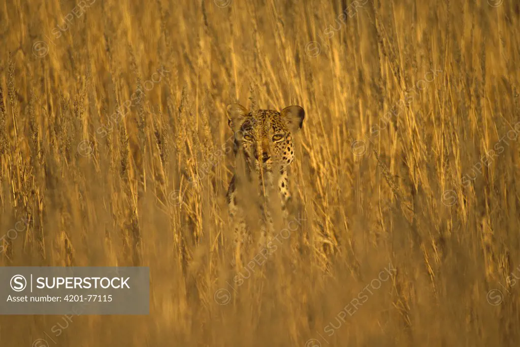 Leopard (Panthera pardus) adult peering through tall grass, Kgalagadi Transfrontier Park, South Africa