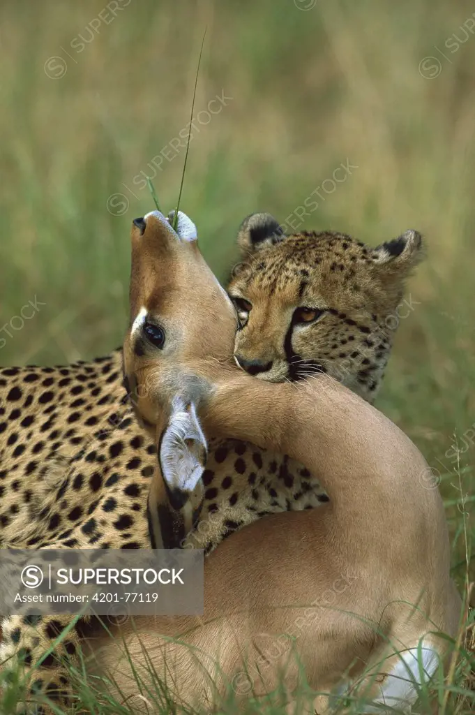 Cheetah (Acinonyx jubatus) adult female strangling an Impala (Aepyceros melampus) female, Phinda Game Reserve, South Africa