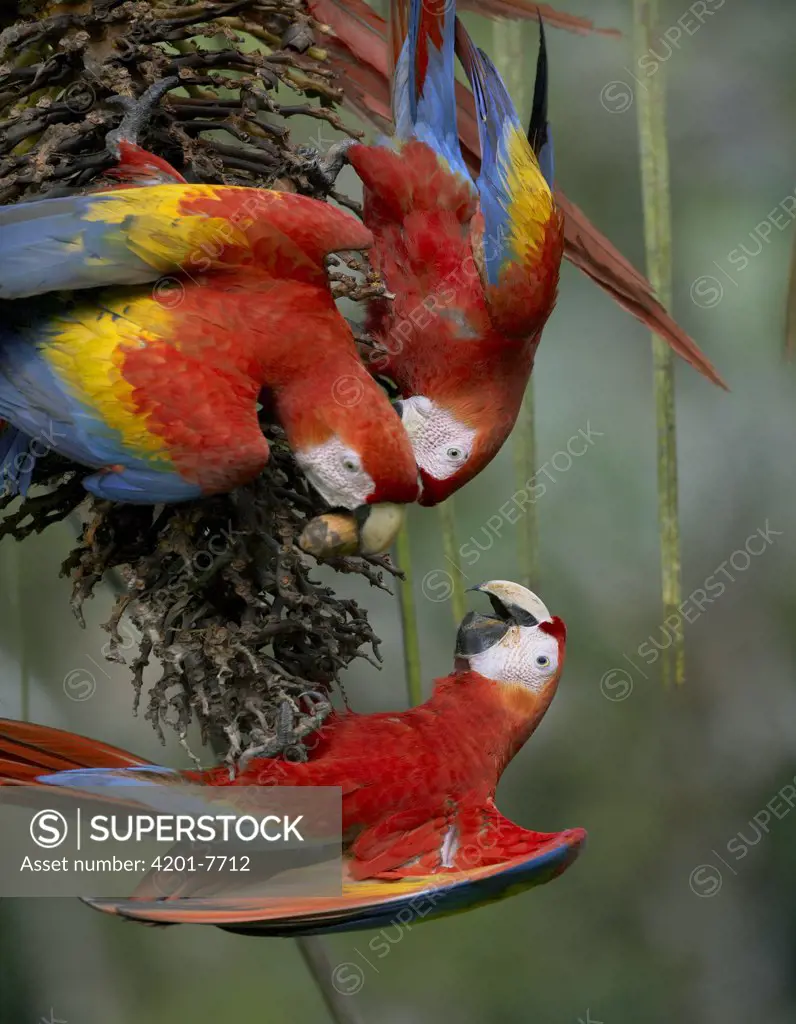 Scarlet Macaw (Ara macao) trio feeding on palm fruits, Costa Rica