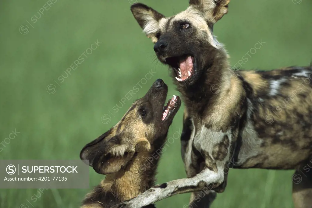African Wild Dog (Lycaon pictus) pair playing, Chobe National Park, Botswana