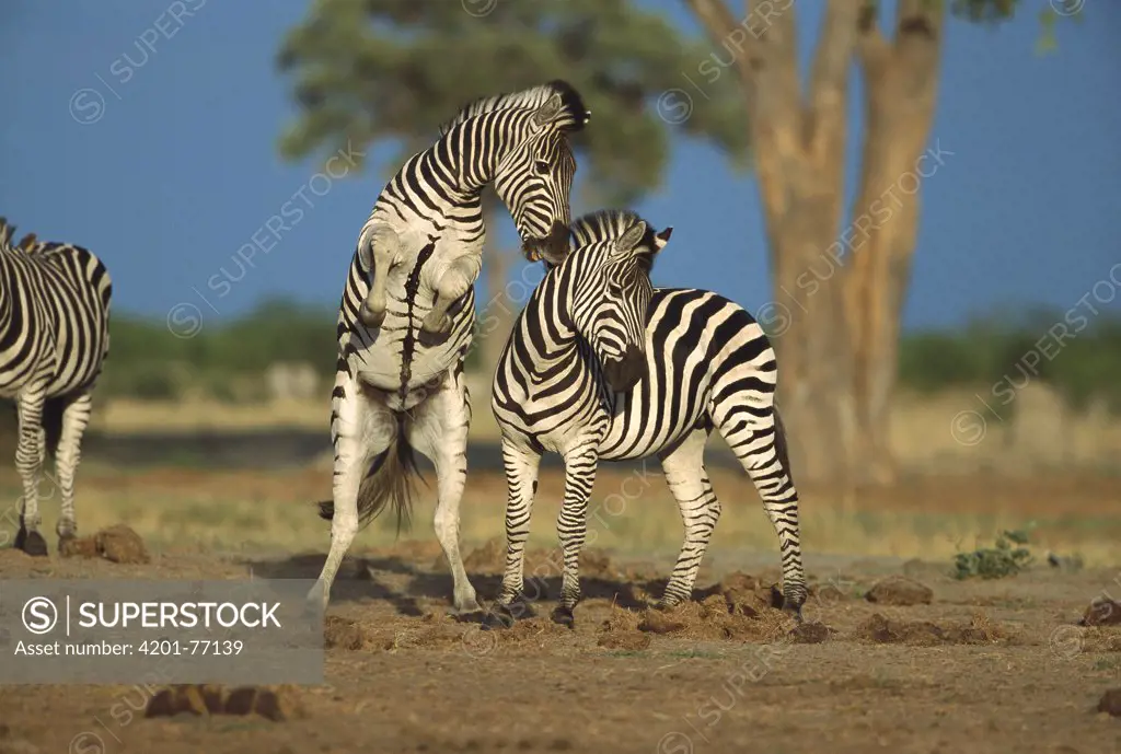 Burchell's Zebra (Equus burchellii) two stallions fighting, summer, Chobe National Park, Botswana