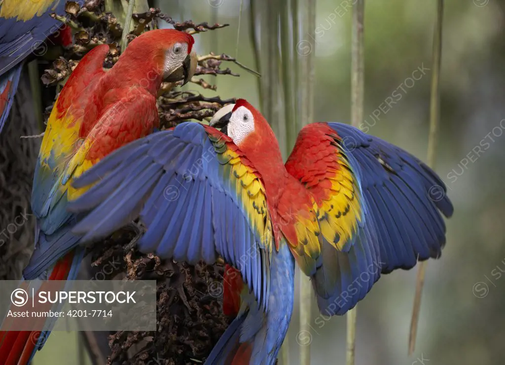 Scarlet Macaw (Ara macao) pair feeding on palm fruit, Costa Rica