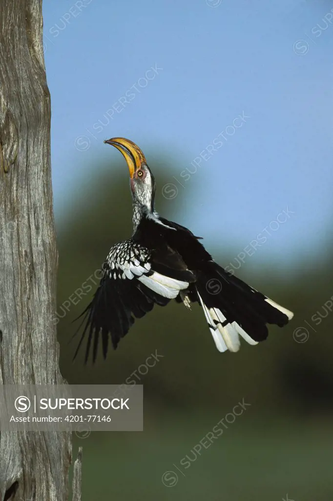 Eastern Yellow-billed Hornbill (Tockus flavirostris) adult arriving at nest hole with food for young, summer, Chobe National Park, Botswana