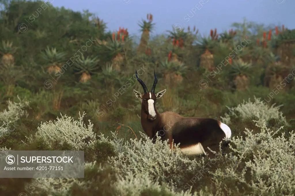Bontebok (Damaliscus pygargus) adult, Bontebok National Park, South Africa