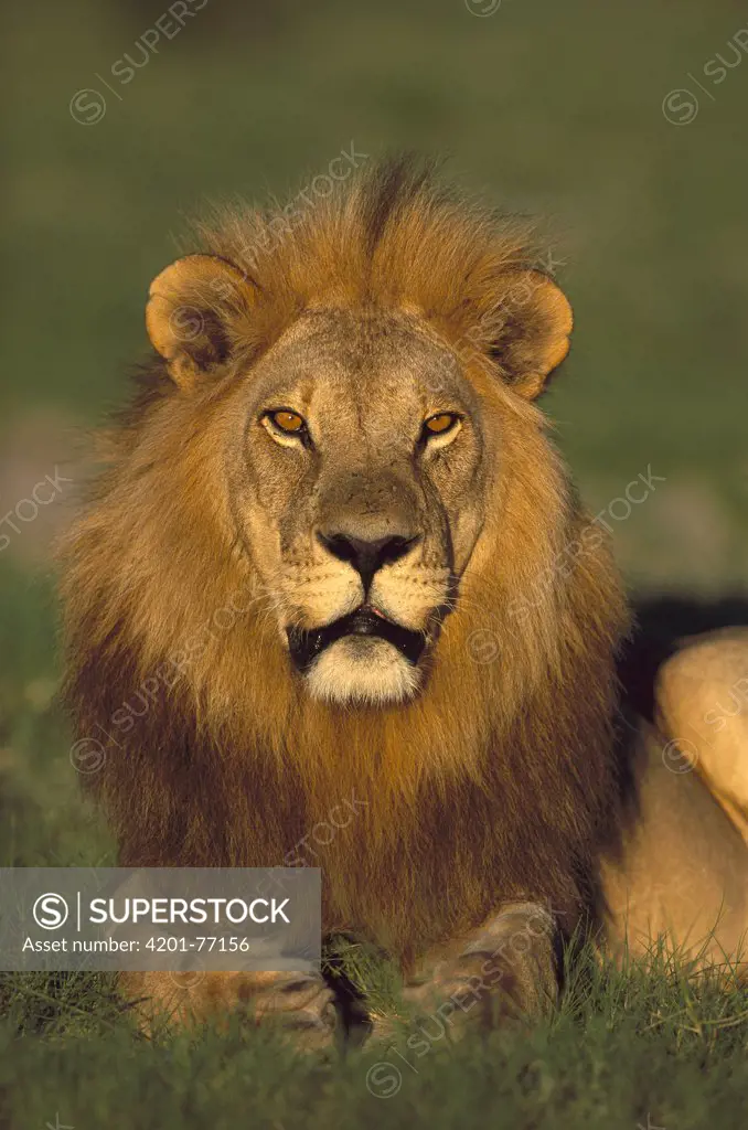 African Lion (Panthera leo) male portrait, Chobe National Park, Botswana