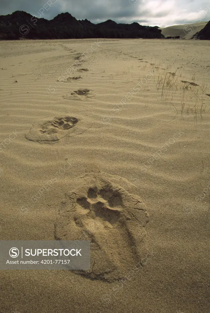African Lion (Panthera leo) tracks of a desert African Lion in the sand, Hoarusib River, Skeleton Coast National Park, Namibia