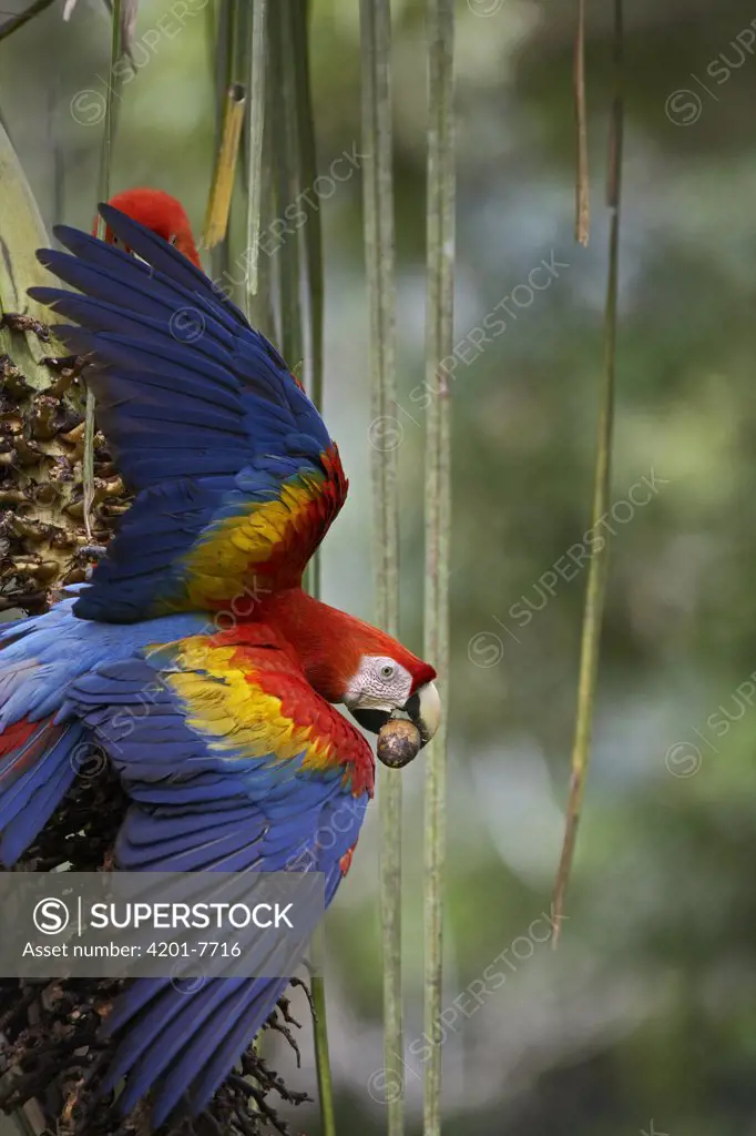 Scarlet Macaw (Ara macao) feeding on palm fruits, Costa Rica