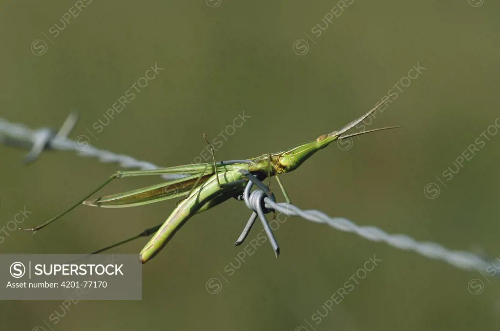 Insect impaled on barbed wire, Mpumalanga, Highveld, South Africa
