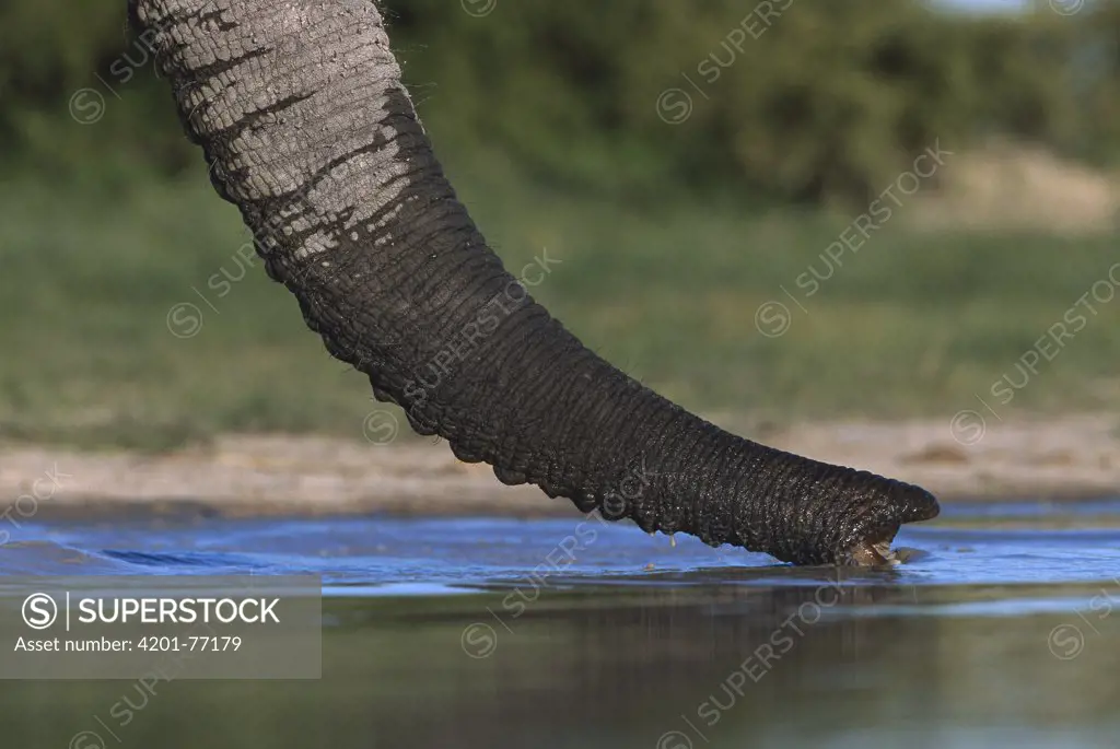 African Elephant (Loxodonta africana) adult silhouetted against the sky in profile, winter, Chobe National Park, Botswana