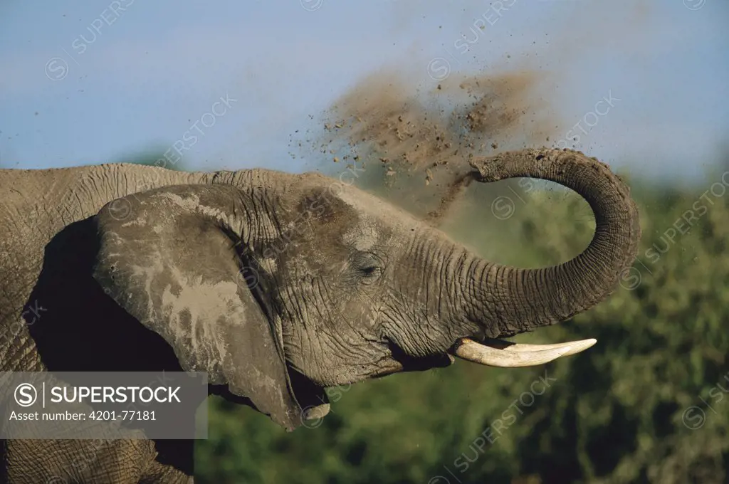 African Elephant (Loxodonta africana) giving himself a dust bath, Chobe National Park, Botswana