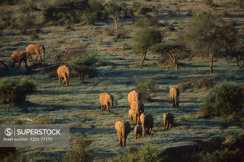 African Elephant (Loxodonta africana) herd walking through sparse woodland, Savuti, Chobe National Park, Botswana