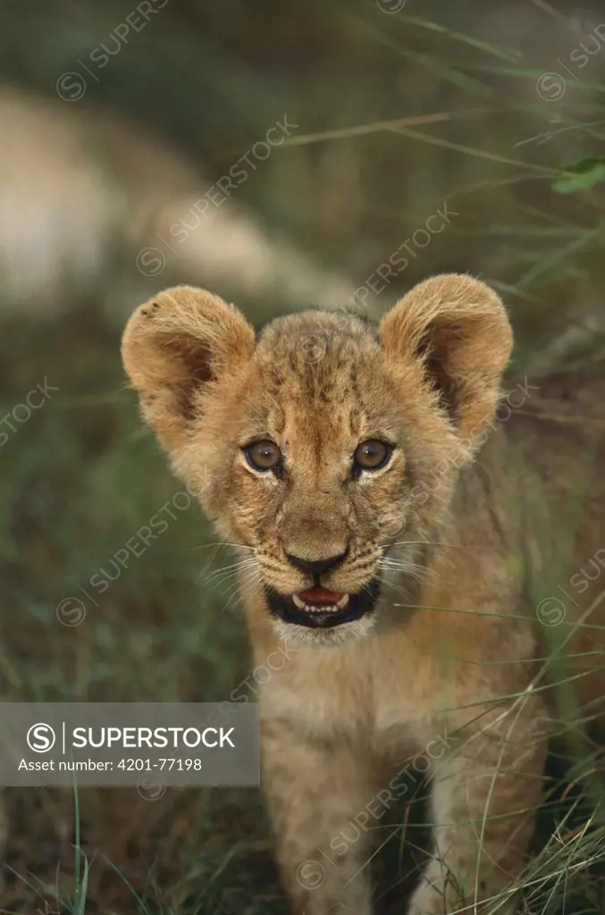 African Lion (Panthera leo) cub, Okavango Delta, Botswana
