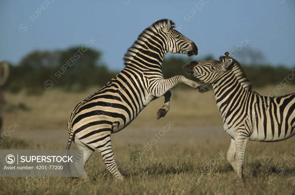 Burchell's Zebra (Equus burchellii) stallions sparring, Savuti, Chobe National Park, Botswana