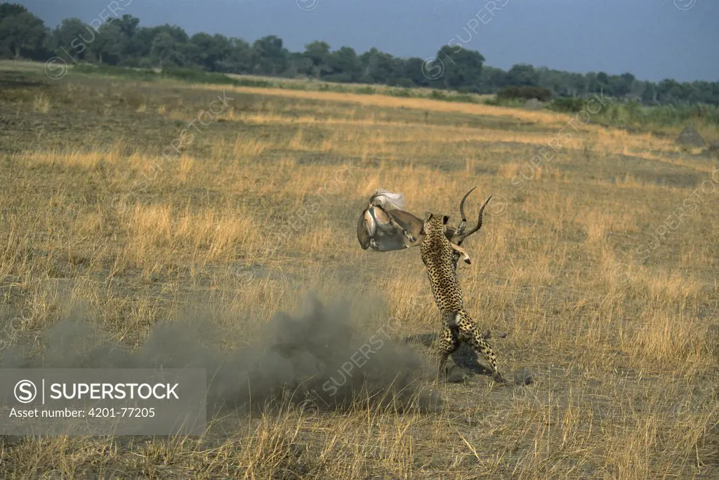 Cheetah (Acinonyx jubatus) female catching buck Impala (Aepyceros melampus) winter, Linyanti River floodplain, Botswana