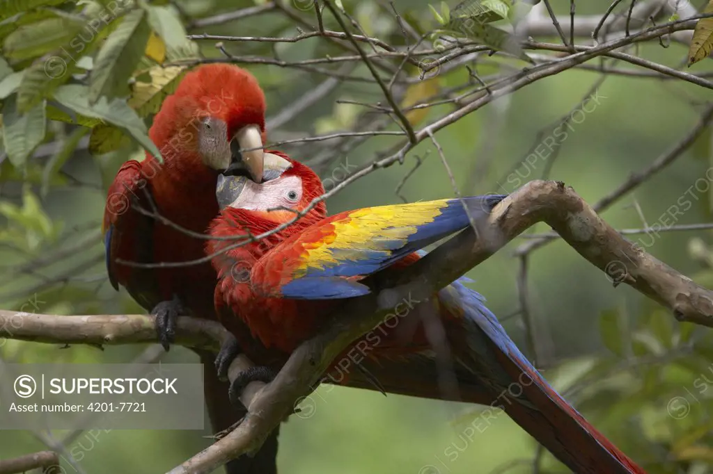 Scarlet Macaw (Ara macao) pair courting, Costa Rica