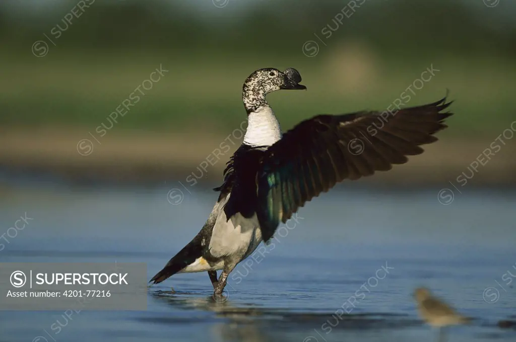 Comb Duck (Sarkidiornis melanotos) male taking flight, Savuti, Chobe National Park, Botswana