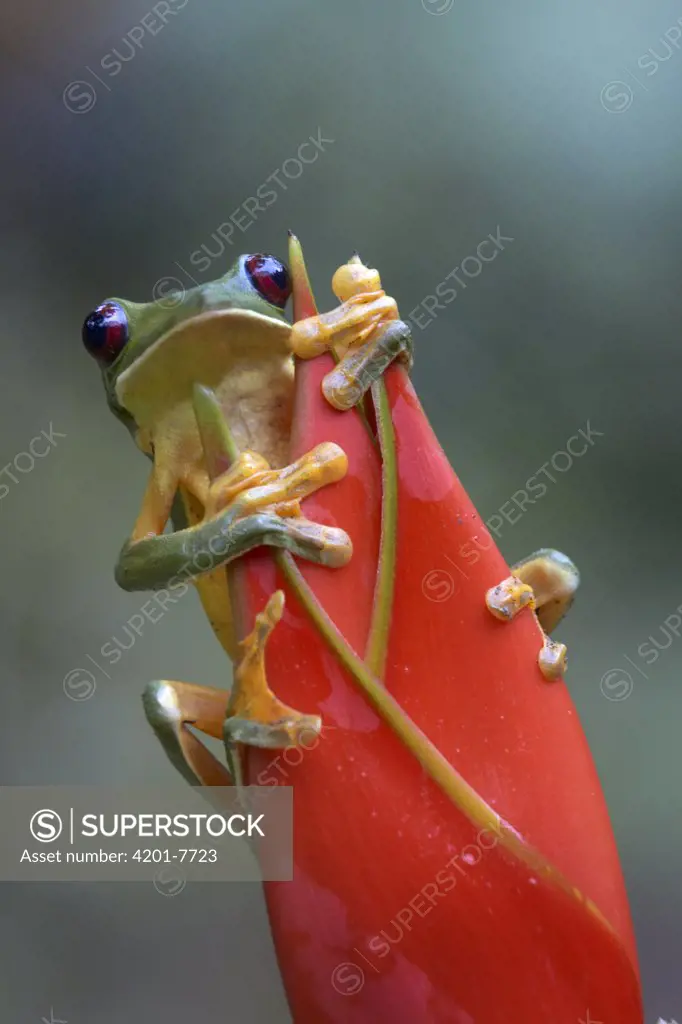 Gliding Leaf Frog (Agalychnis spurrelli) on Heliconia (Heliconia sp), Costa Rica