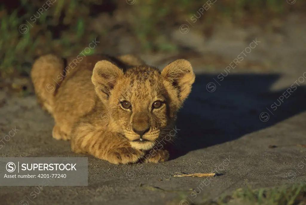 African Lion (Panthera leo) cub, summer, Savuti, Chobe National Park, Botswana