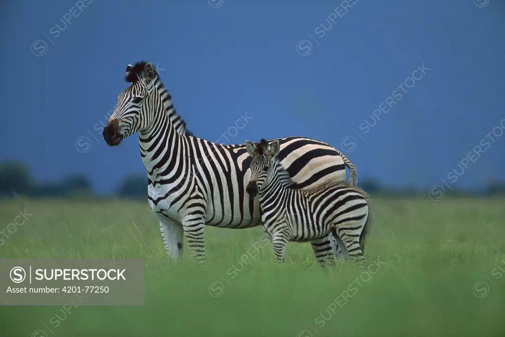 Burchell's Zebra (Equus burchellii) mother and foal, summer, Savuti, Chobe National Park, Botswana