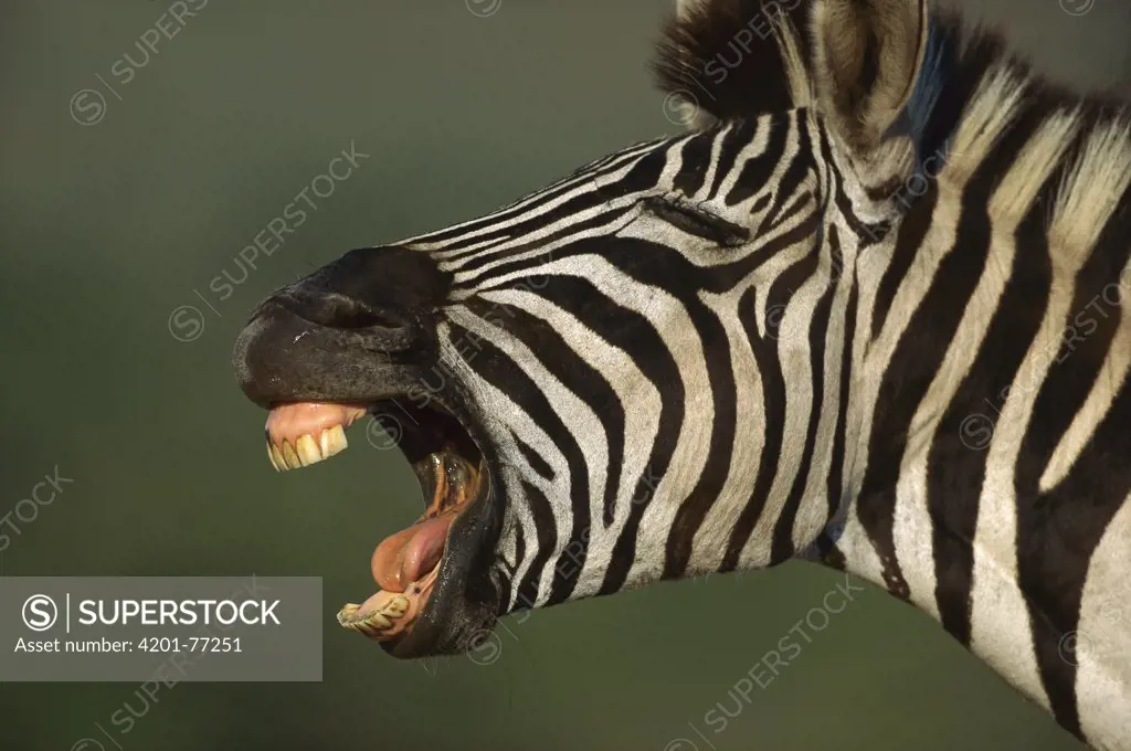 Burchell's Zebra (Equus burchellii) close-up of face of braying animal, Hluhluwe-umfolozi Game Reserve, South Africa