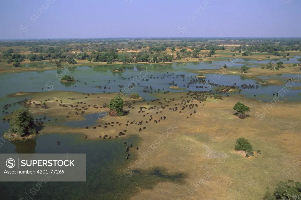 Cape Buffalo (Syncerus caffer) herd in winter, Okavango Delta, Botswana
