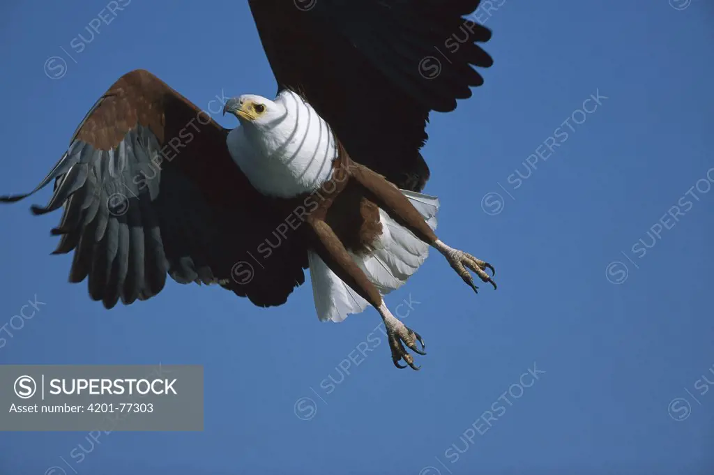 African Fish Eagle (Haliaeetus vocifer) flying, Chobe River, Botswana