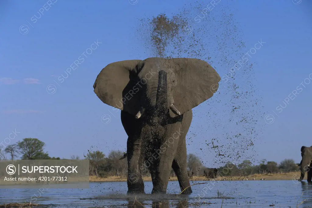 African Elephant (Loxodonta africana) bull spraying water on itself, summer, Moremi Wildlife Preserve, Botswana