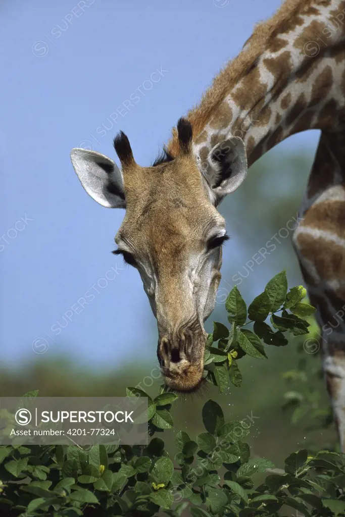 Giraffe (Giraffa camelopardalis) browsing foliage, summer, Savuti, Chobe National Park, Botswana