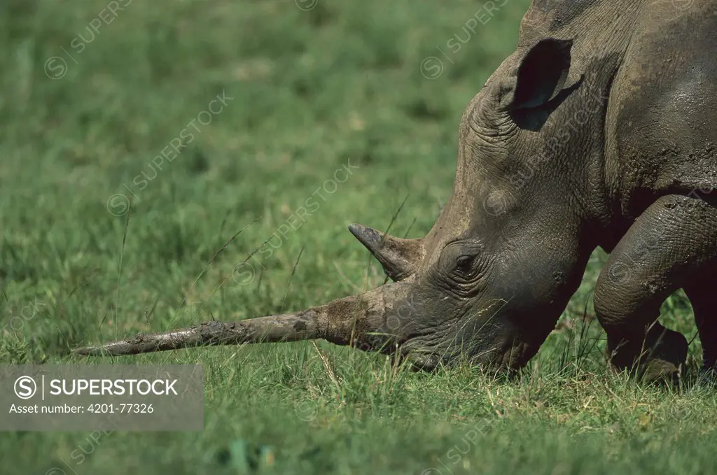 White Rhinoceros (Ceratotherium simum), Hluhluwe, Umfolozi Park, South Africa