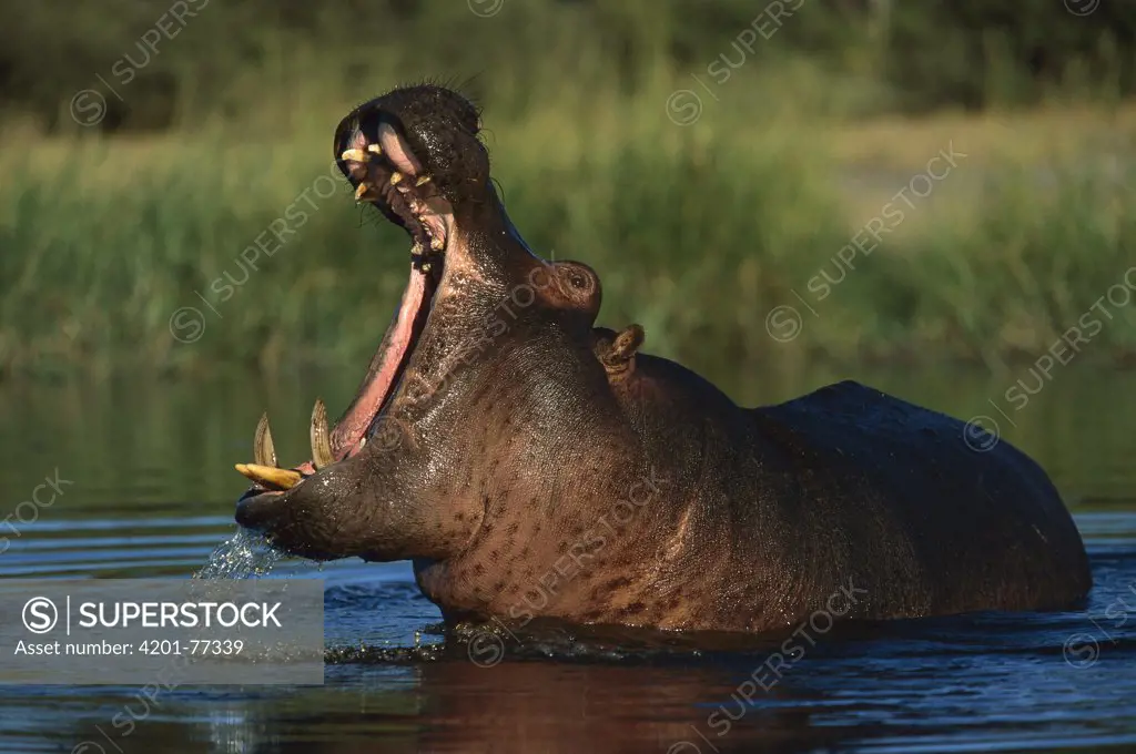 Hippopotamus (Hippopotamus amphibius) bull threat yawning, Khwai River, Botswana