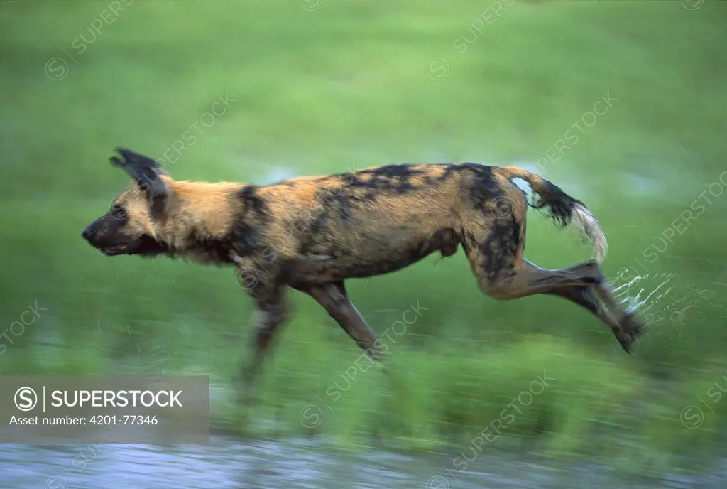 African Wild Dog (Lycaon pictus) running, endangered, Savuti, Chobe National Park, Botswana