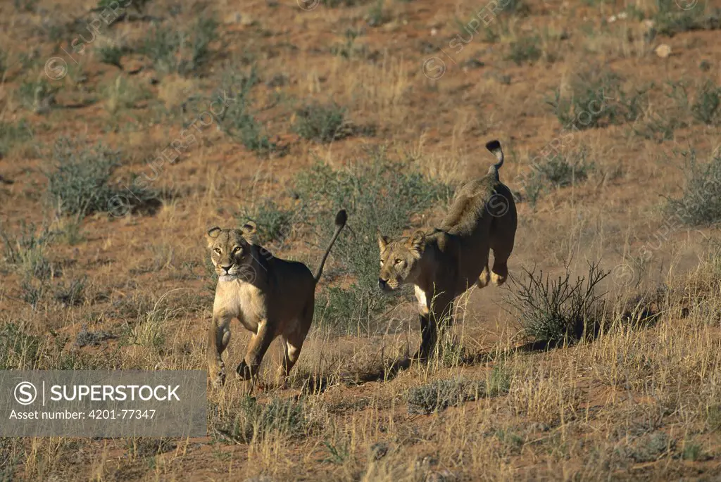 African Lion (Panthera leo) two females running, Kgalagadi, South Africa