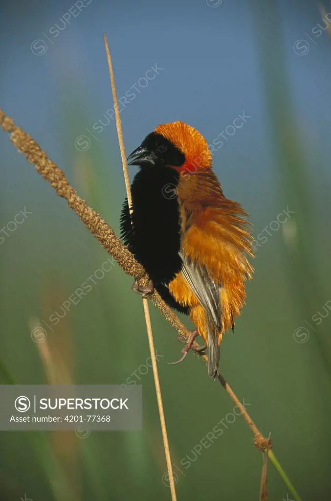 Red Bishop (Euplectes orix) perched on cattail, Marievale, Gauteng, South Africa