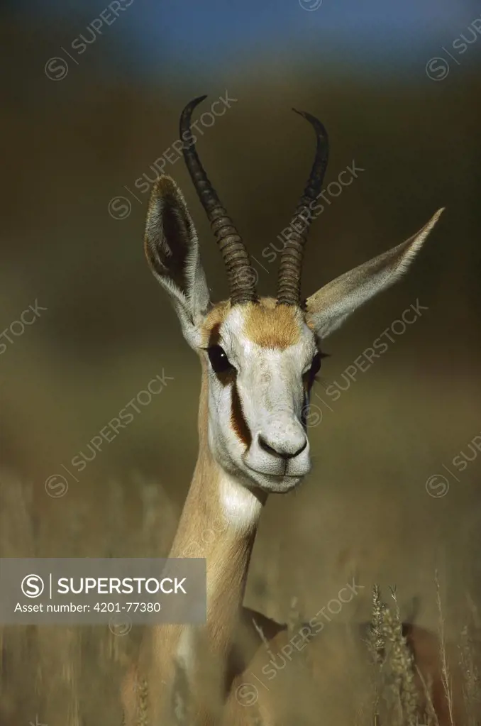 Springbok (Antidorcas marsupialis) portrait, Kalahari, South Africa