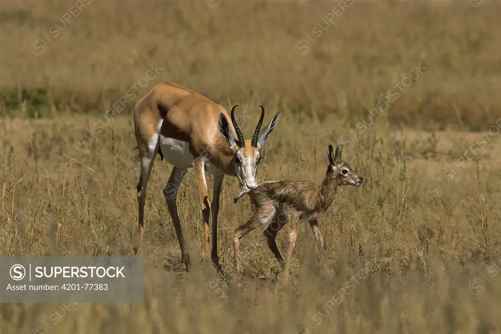 Springbok (Antidorcas marsupialis) mother licking newborn clean to deter predators, Kalahari, South Africa