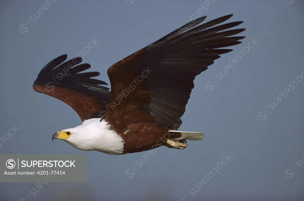 African Fish Eagle (Haliaeetus vocifer) flying, Chobe River, Caprivi Strip, Namibia