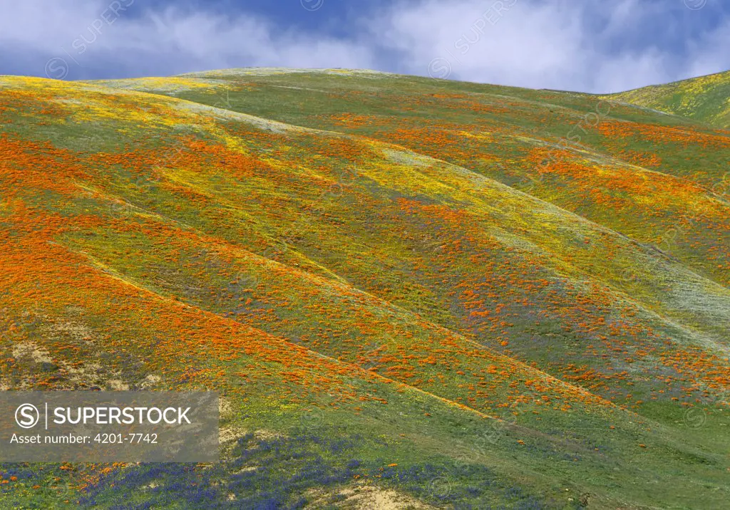 California Poppy (Eschscholzia californica) covered hillside, spring, Tehachapi Hills near Gorman, California