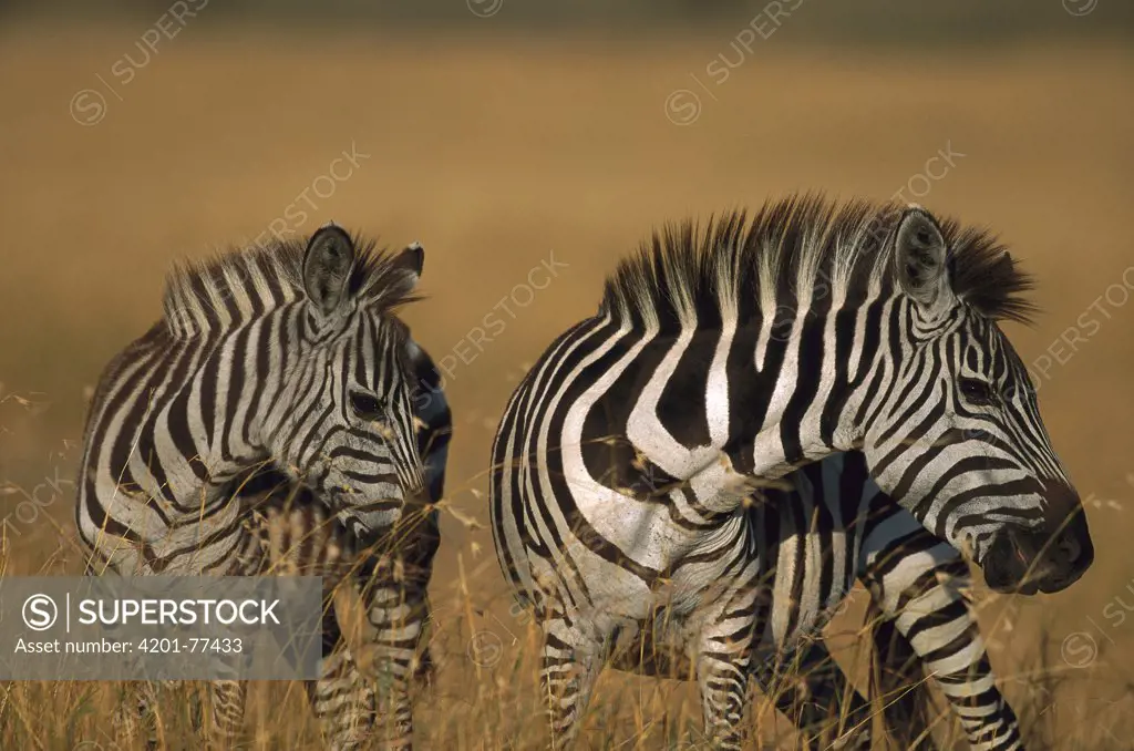 Burchell's Zebra (Equus burchellii) two walking, Masai Mara Reserve, Kenya